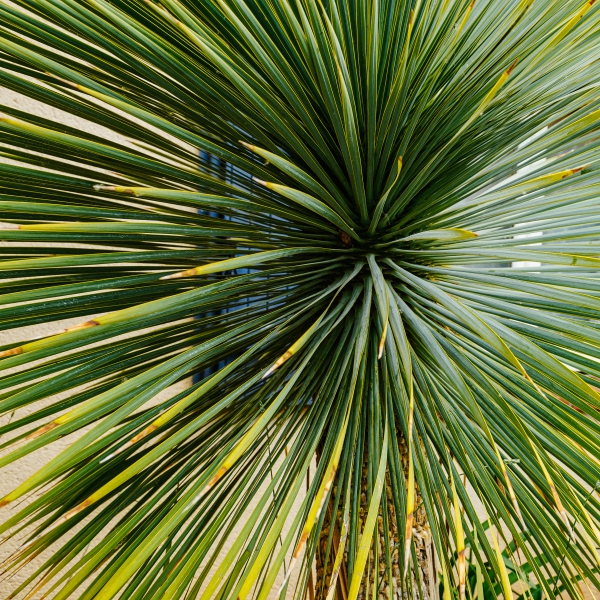 plantations arbres arbustes vivaces espaliers gros sujets cacher vis a vis plantes paysagiste jardinier pepinieriste pepiniere yvelines 78 75 paris essonne hauts de seine  