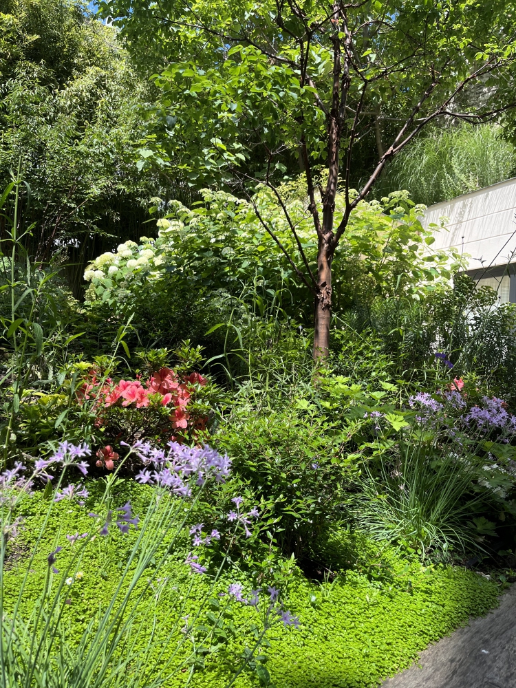 amenagement bassin piscine naturelle terrasse bois 75 paris neuilly jardin paysagiste  