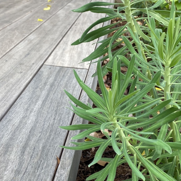 terrasse bois padouk yvelines 78 exotique paysagiste création de jardin plantations euphorbe saint germain en laye 